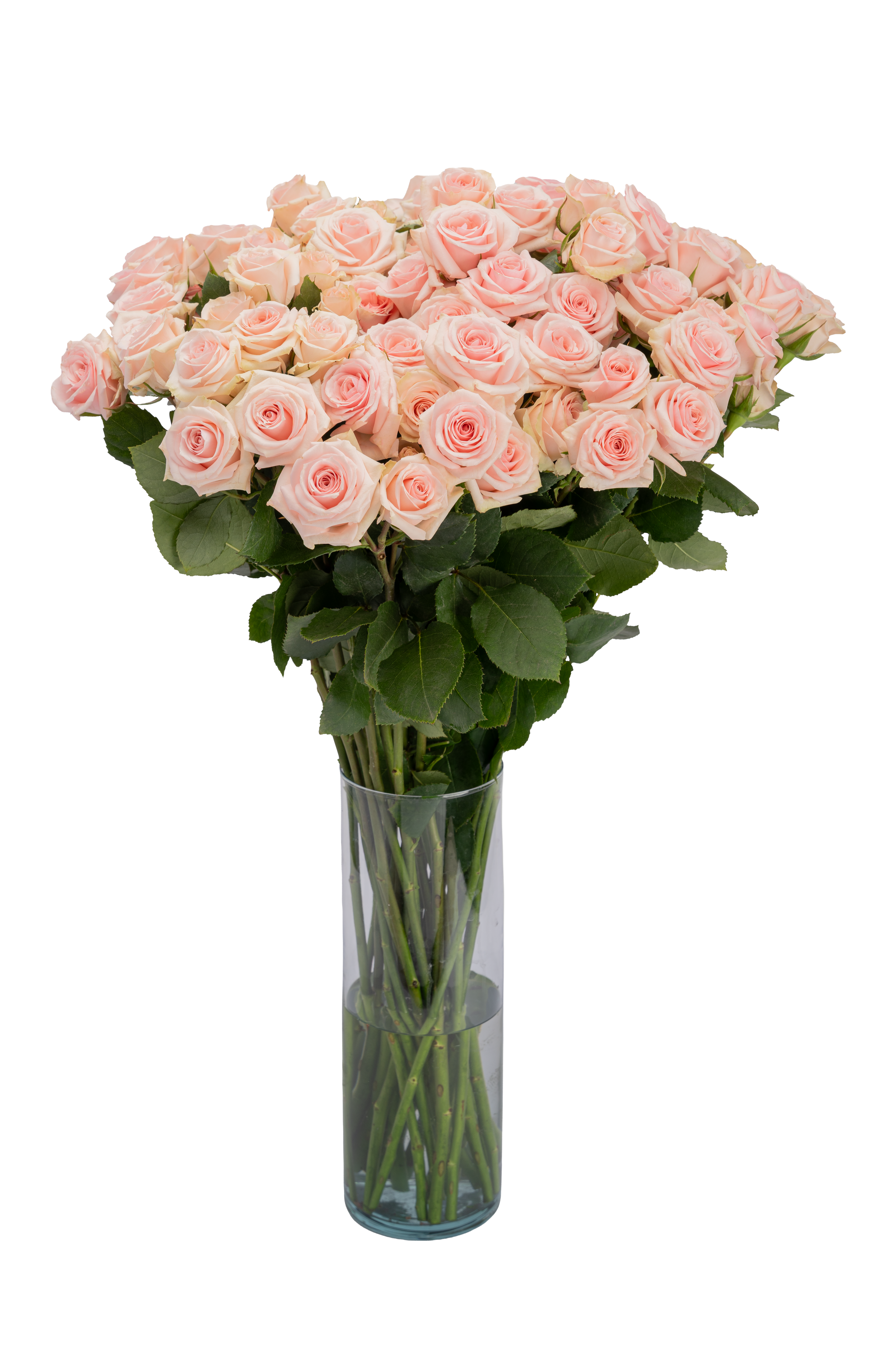 Opening stage of Rose 'STARBLUSH'