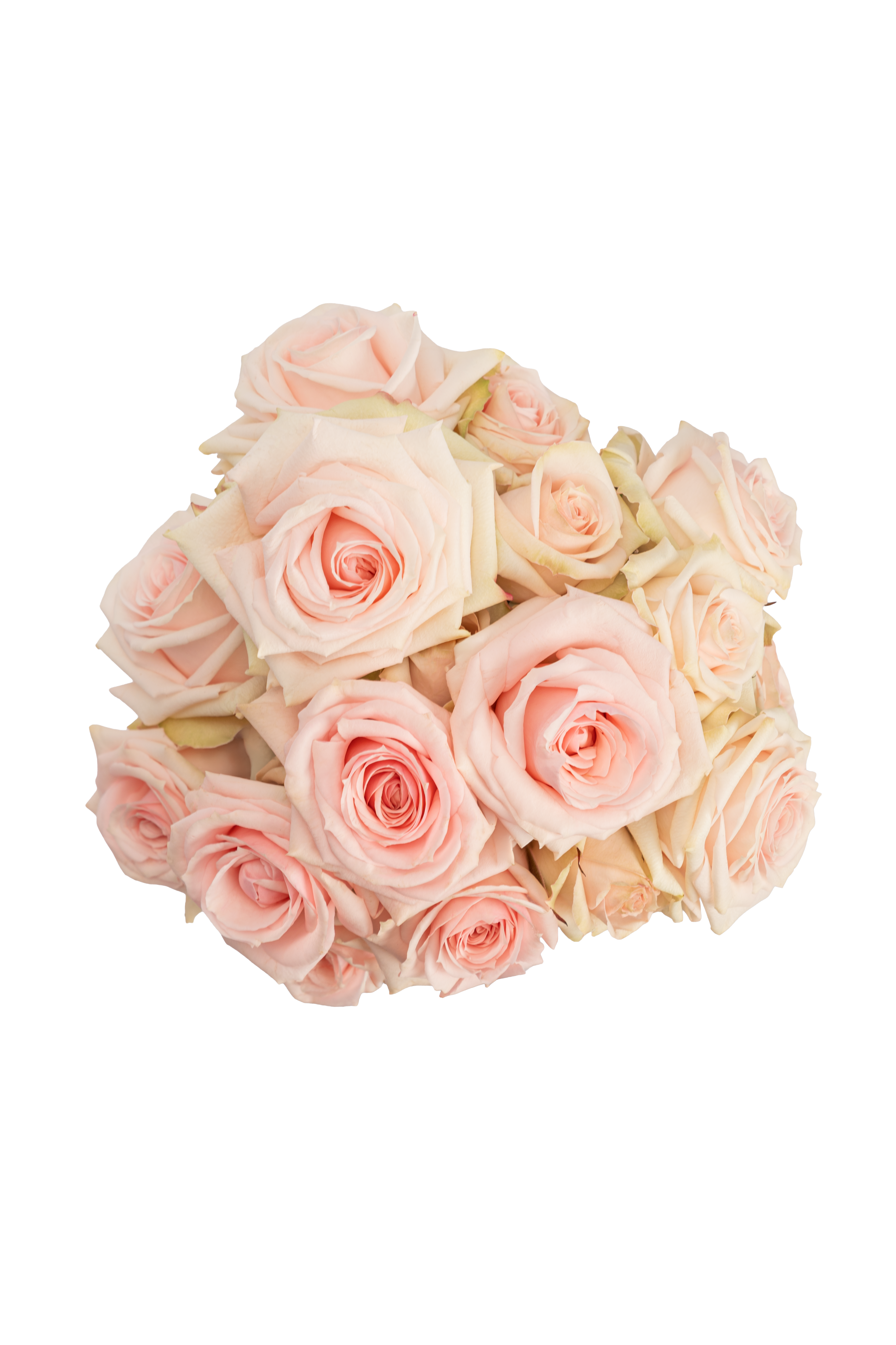 Full bloom of Rose 'STARBLUSH'